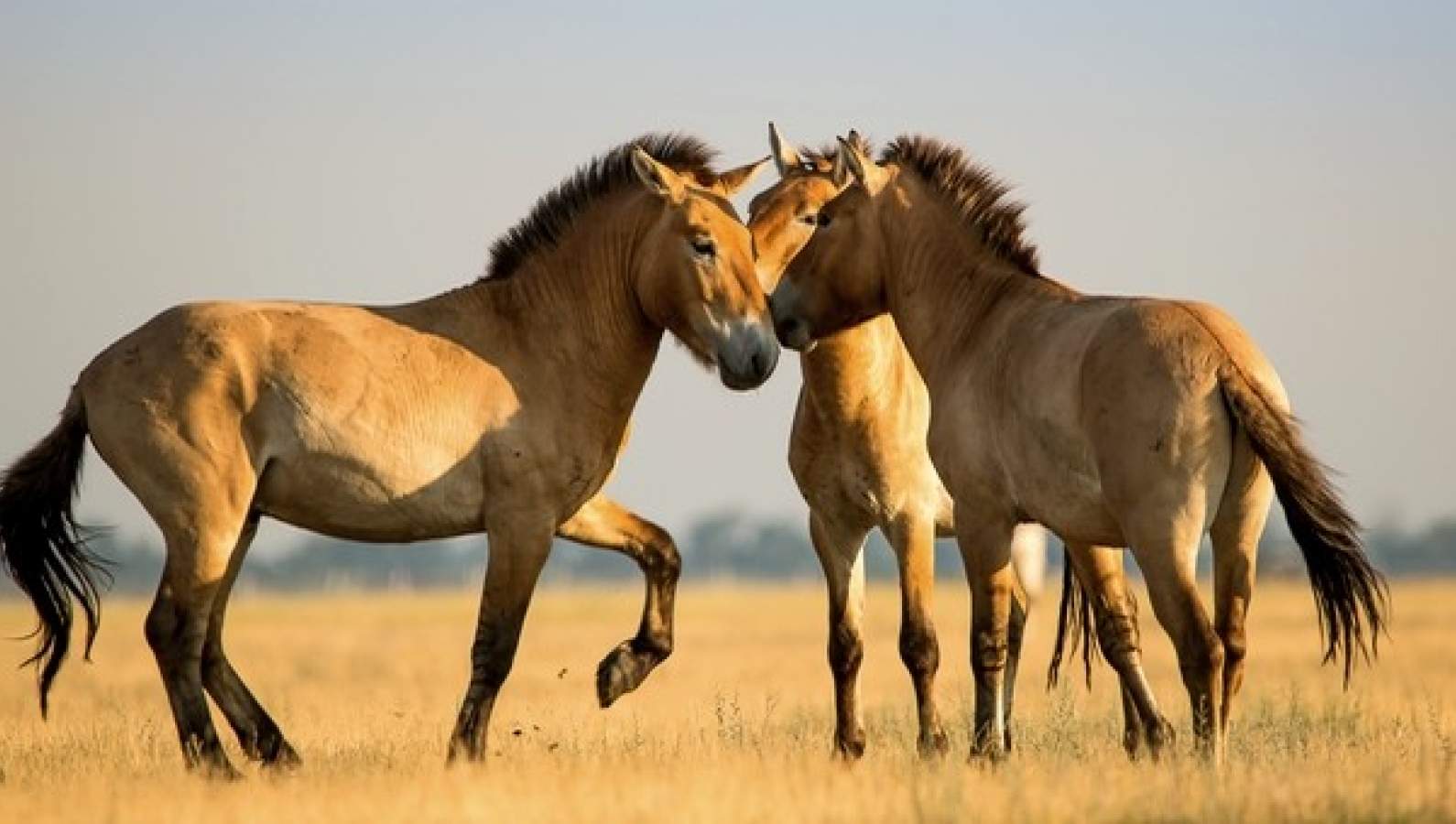 Magical encounter with Przewalski's Horses on the Causse Méjean Steppes