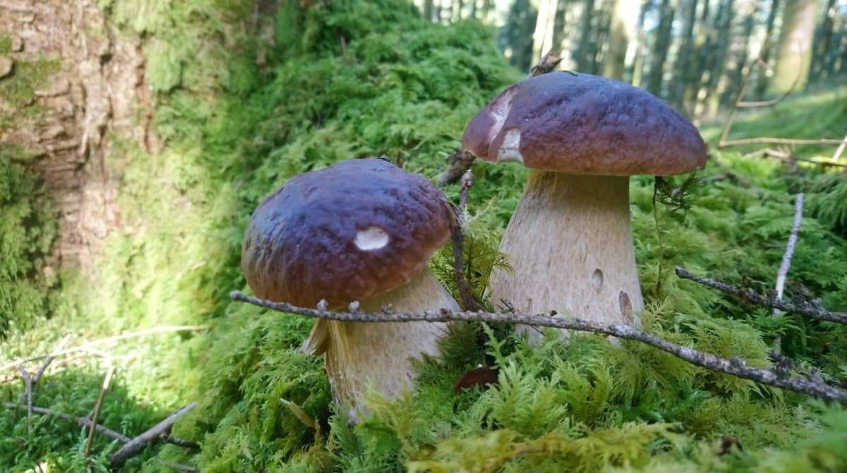 In search of ceps in Lozère: Mystery, Magic and Mushrooms