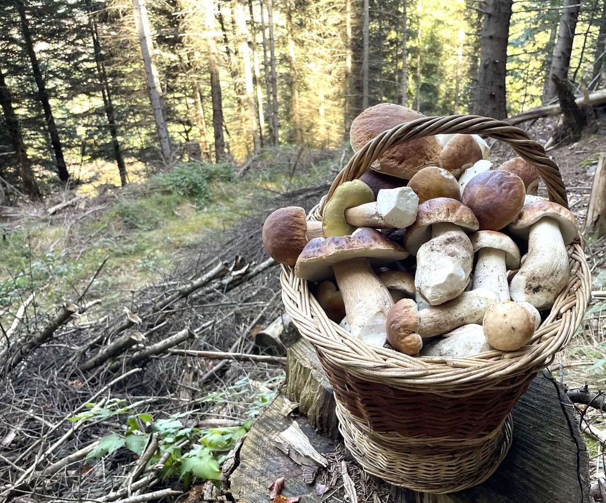 In search of ceps in Lozère: Mystery, Magic and Mushrooms