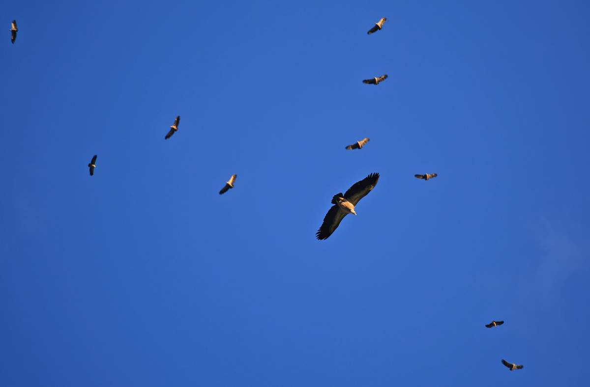 Hiking In The Jonte Gorges: Beautiful Panoramas  And Immersion Among Vultures